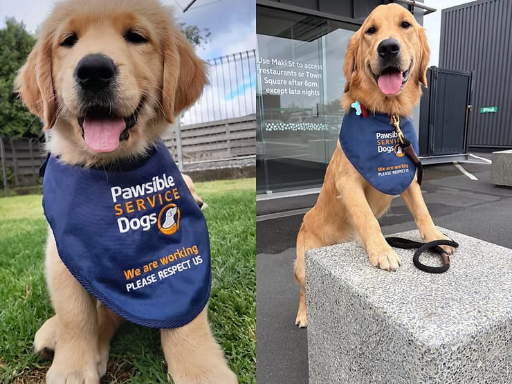 Billy, a golden retriever assistance dog wearing a vest